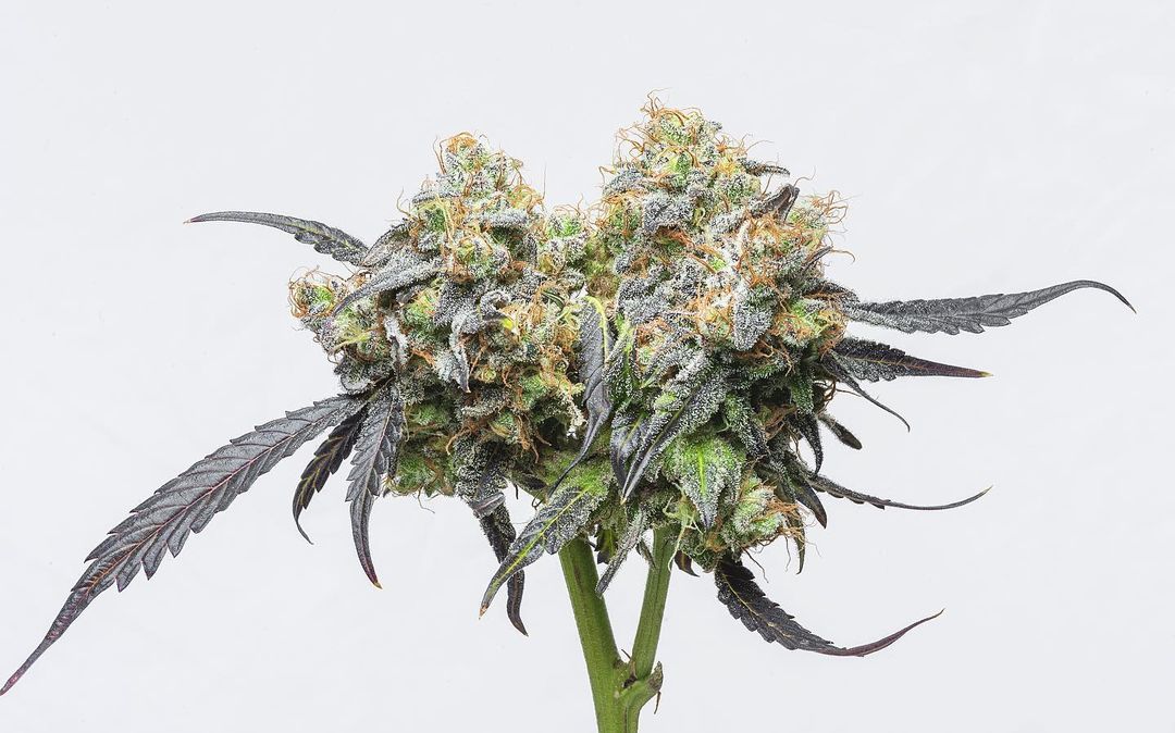CannaGenesis420's tweet photo. #lipsmacker ⛽️🔥
I usually ALWAYS shoot everything portrait being I post mainly on IG, so hears a landscape crop of some fire cultivated by @CannaGenesis420 https://t.co/V9Z14AdAqm
