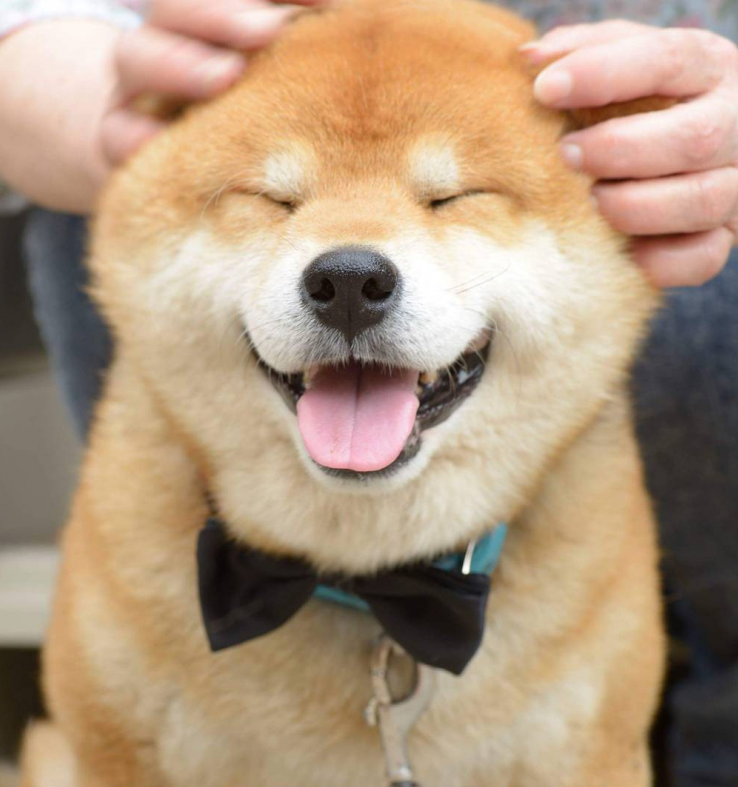 more_ambitions's tweet photo. Besides playing alone, he also loves to be hugged and loved by his owner https://t.co/OgMcDaMbib