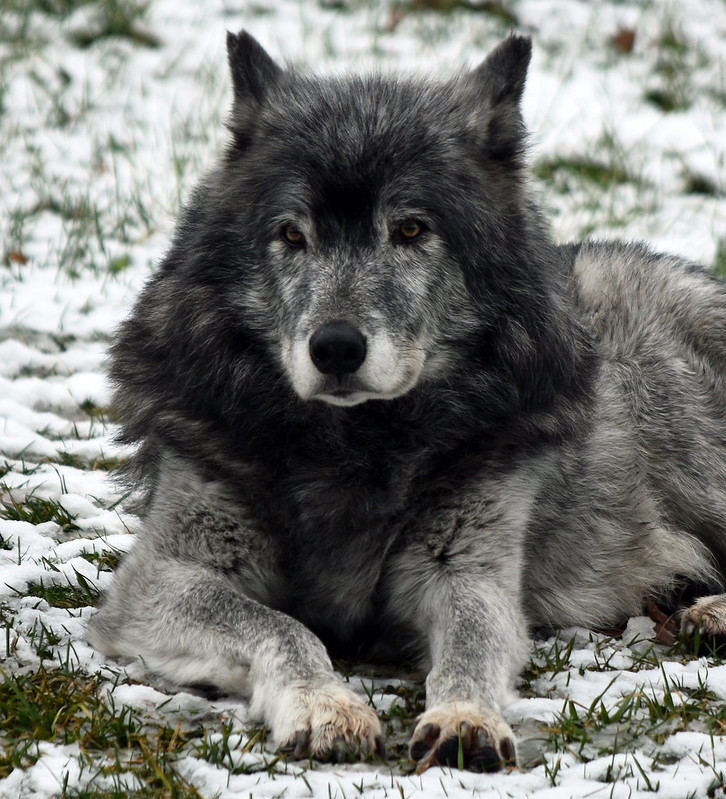 The safety of our guests, staff and all animals is our top priority, therefore, the Detroit Zoo will delay opening by one hour on Saturday, Jan. 13 due to the severe winter weather affecting the region. Hours for the Zoo will be 11 a.m. until 4 p.m.