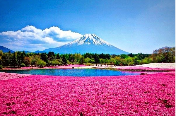 r_fatin's tweet photo. Shibazakura is also called Shibazakura by the Japanese, the flower is 20 - 30cm tall. Therefore, when planted close together, they can create a carpet of trees that covers the ground and hillsides. https://t.co/2PdJtdtDvP