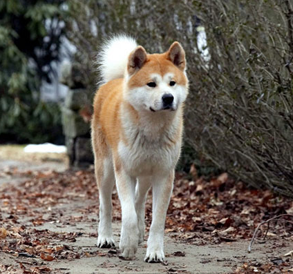 more_ambitions's tweet photo. Hachiko belongs to Japan's "national dog" Akita breed. In 1924, 1-year-old Hachiko was adopted by Professor Hidesaburo Ueno and brought to his house near Shibuya Tokyo Station. Every day Hachiko sends Professor Ueno to Shibuya station and waits for him there at 3pm. Until one day, the professor suddenly died of a brain hemorrhage while teaching, leaving Hachiko to wait at the station every day for the next 9 years, 9 months and 15 days.