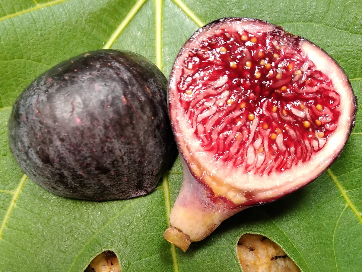 michaelfons's tweet photo. Colonel Littman's Black Cross is a top tier fig variety with purple skin and delicious sweet berry flavor. #berry #fig #figs #fruits #tree #trees #sweet #garden #gardening #CLBC https://t.co/zhAY0mRXjS