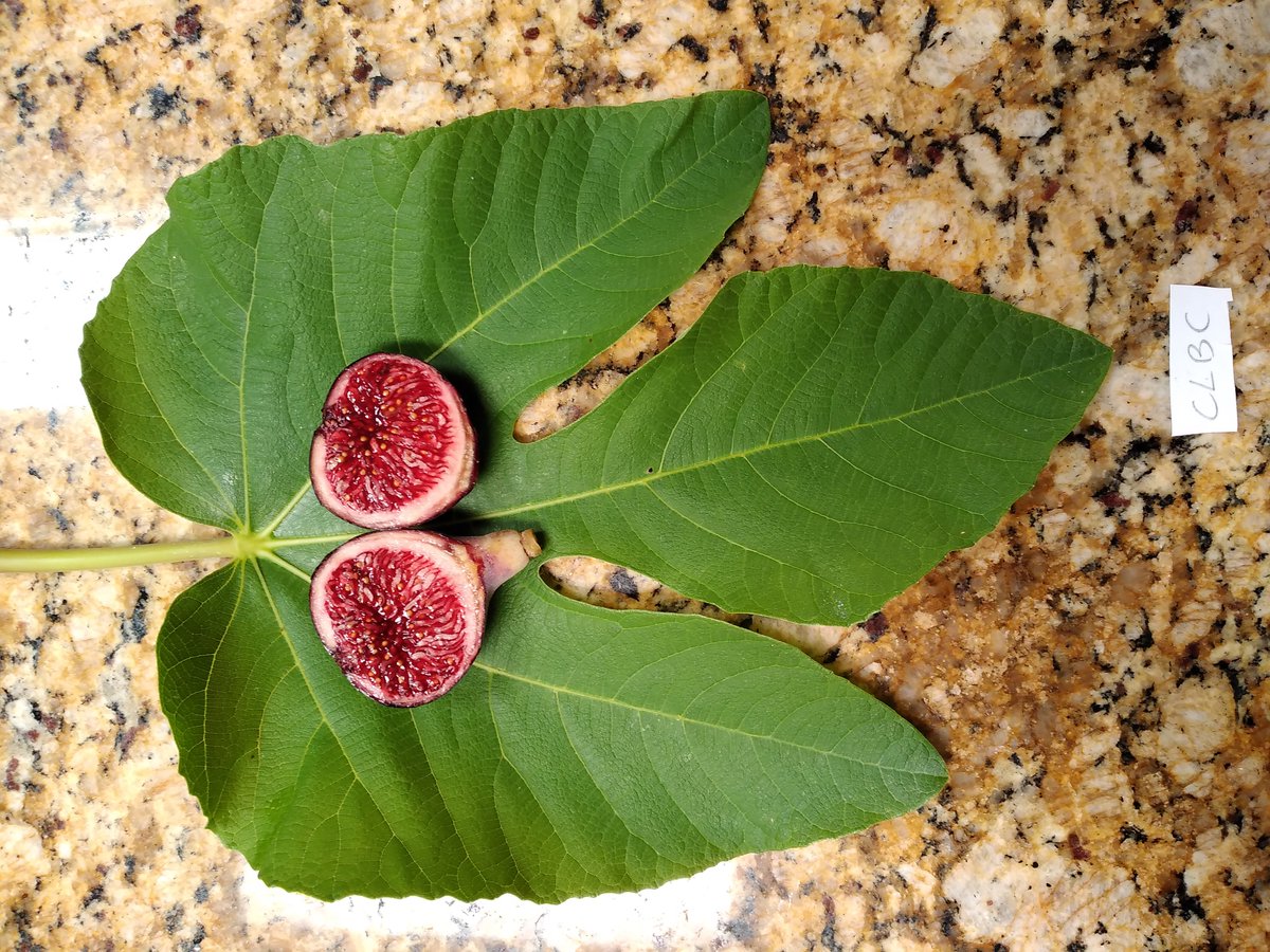 michaelfons's tweet photo. Colonel Littman's Black Cross is a top tier fig variety with purple skin and delicious sweet berry flavor. #berry #fig #figs #fruits #tree #trees #sweet #garden #gardening #CLBC https://t.co/zhAY0mRXjS
