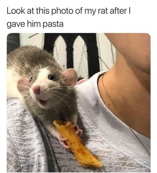 WholesomeMeme's tweet photo. https://t.co/oIj9z35cWt