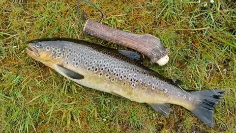 steventod1's tweet photo. @notonlytrout https://t.co/9bfNkhcOmZ