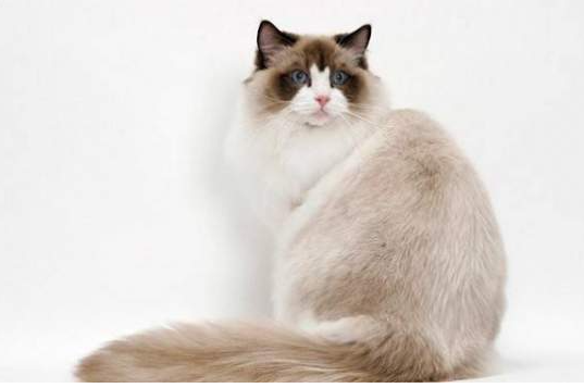 naayduuh's tweet photo. Ragamuffin is another name for Ragdoll cats, they originate from the United States. Ragdoll cats are a breed that is sought after by many cat lovers.

Blue cat eyes are characteristic of the Ragdoll cat breed. They have quite long and thick, super soft fur with many other colors.

The docile and gentle personality of the Ragdoll breed is said to be inherited from the Persian and Siamese cats. They are basically loyal and devoted to their owners, not only that but they also like children very much.

Ragdoll's rare beauty is classified as one of the lovely cats in the world.