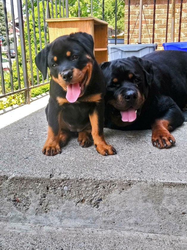 Rottweiler tweet media