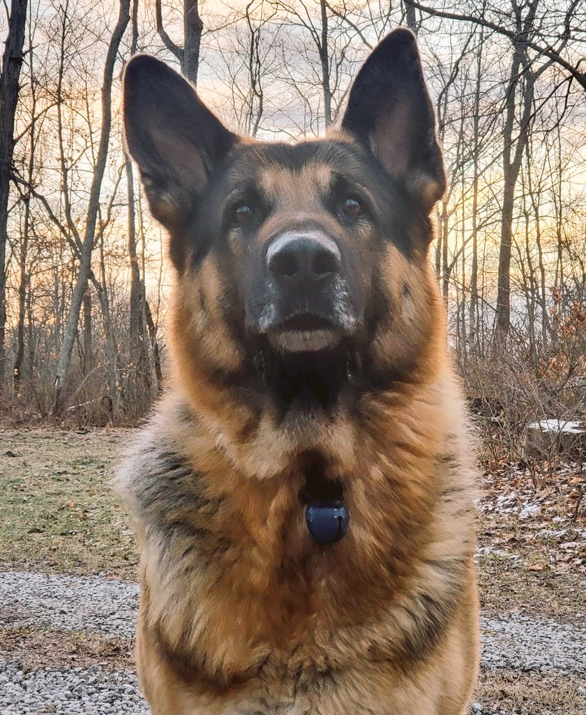 German Shepherd (@germans_hepherd) on Twitter photo 