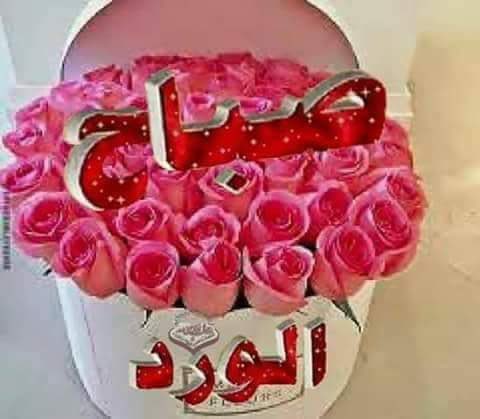 <a href="/AmrElna8/">🏹🔥🇦🇹Amr Elnaggar🔥🏹🇦🇹</a> يسعدلي صباحك وكل اوقاتك يا رب 🤲