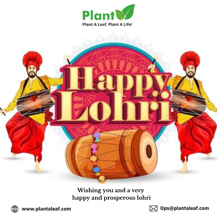 PlantALeaf's tweet photo. Wishing you all of a Happy lohari 
#Lohari #lohari2024 #happy #HappyLohri #plantaleaf https://t.co/8xpgYMEG4l