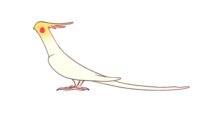 normal sized cockatiel 