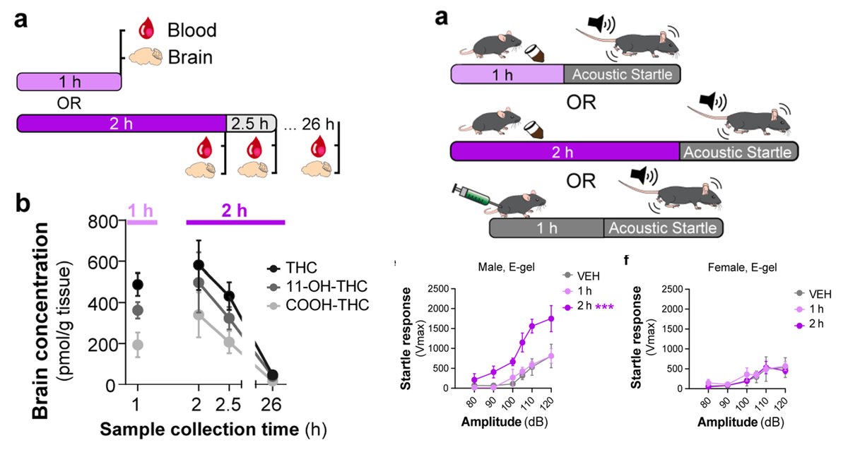 We developed a palatable THC formulation that enables voluntary consumption of high-dose THC and an optimized access paradigm in mice that results in cannabimimetic response.