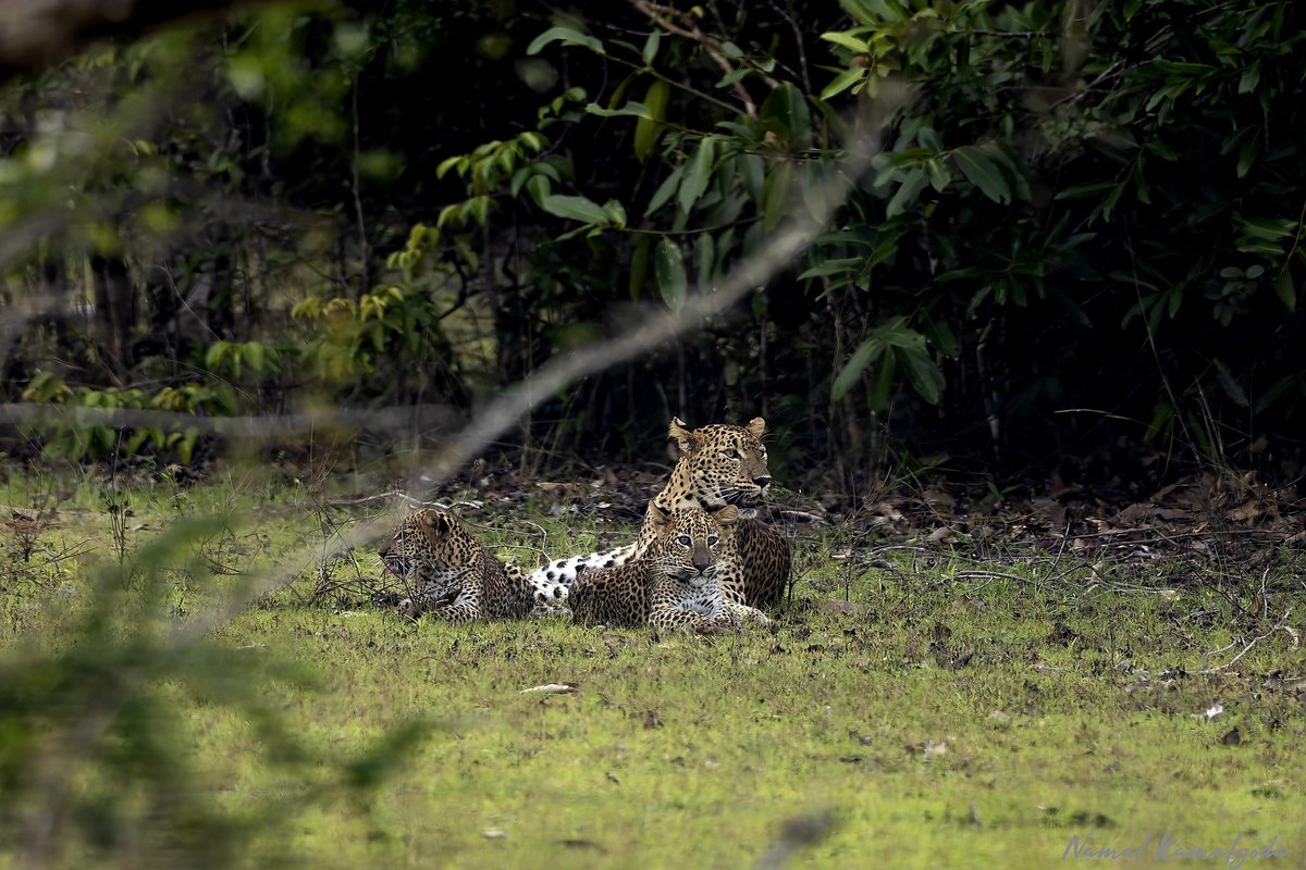 Leopard family. This is her second set of cubs.

#srilanka #travel #srilankansafari #travelsrilanka #wilpattu #canonwildlife #wilpattusafaricamp
#visitsrilanka #srilankanwildlife #leopard #bigcat #srilankanleopard #panthera #leopardsofwilpattu #leopardsoftheworld