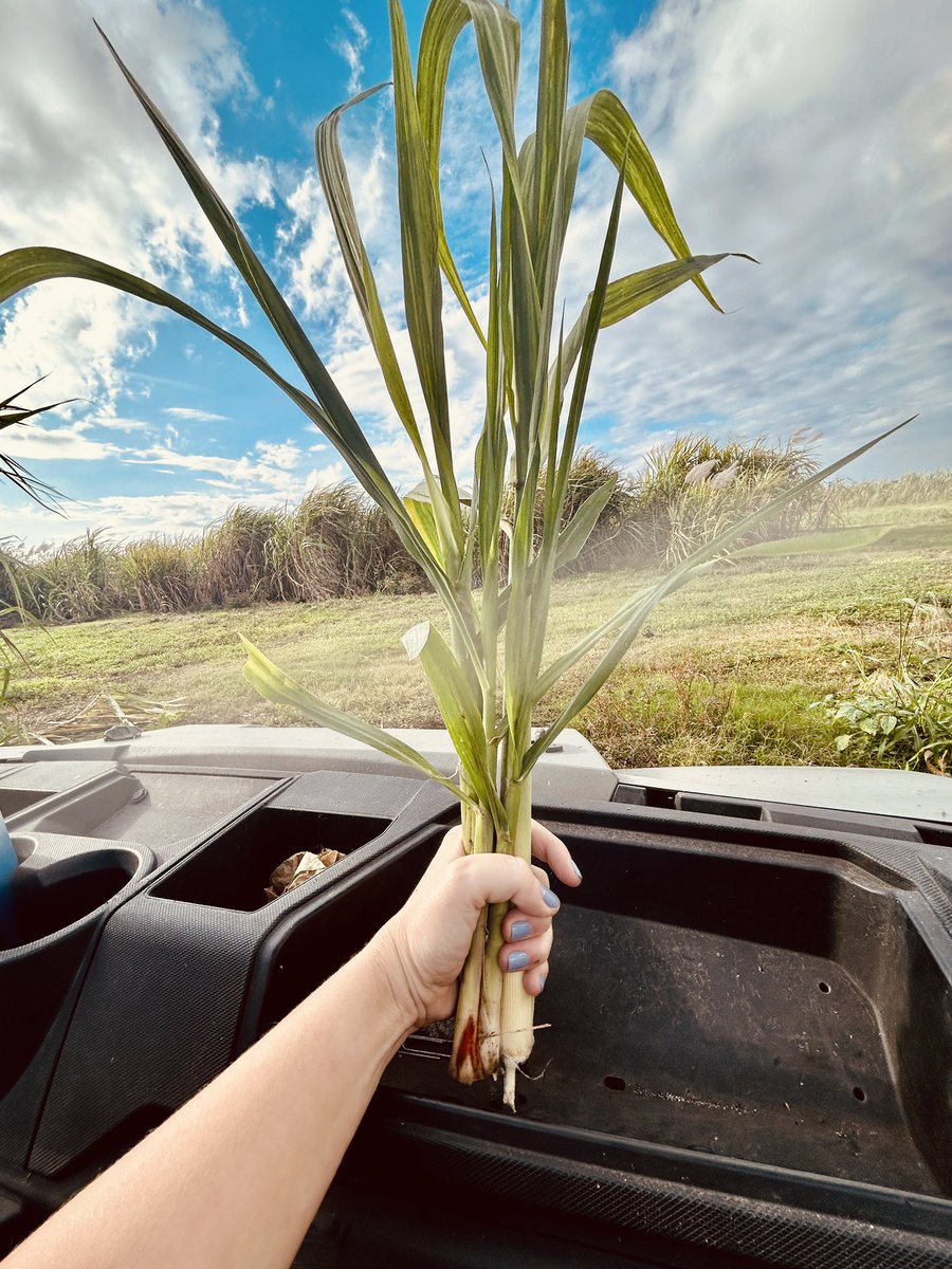 ClinicPlant's tweet photo. And from Juliana at @USDA  🌾🌾🌾 https://t.co/7FLsaNGff0