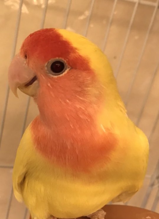 marukane_'s tweet photo. 本年も宜しくお願いいたします😊
ネザーランドドワーフ🐰
フクロモモンガベビー🦘
ジャンガリアンハムスター🐹
コザクラインコ（若親）3種🦜
入荷しました。
どの子も状態良好です！
ご来店お待ちしております。 https://t.co/qFz25Ktzft