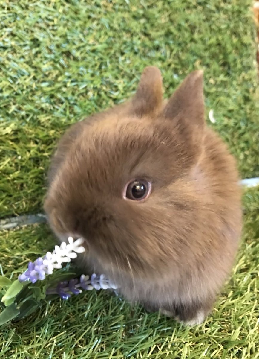 marukane_'s tweet photo. 本年も宜しくお願いいたします😊
ネザーランドドワーフ🐰
フクロモモンガベビー🦘
ジャンガリアンハムスター🐹
コザクラインコ（若親）3種🦜
入荷しました。
どの子も状態良好です！
ご来店お待ちしております。 https://t.co/qFz25Ktzft