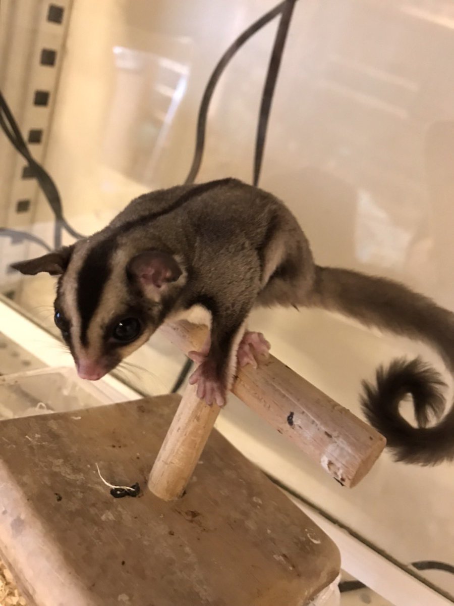 marukane_'s tweet photo. 本年も宜しくお願いいたします😊
ネザーランドドワーフ🐰
フクロモモンガベビー🦘
ジャンガリアンハムスター🐹
コザクラインコ（若親）3種🦜
入荷しました。
どの子も状態良好です！
ご来店お待ちしております。 https://t.co/qFz25Ktzft