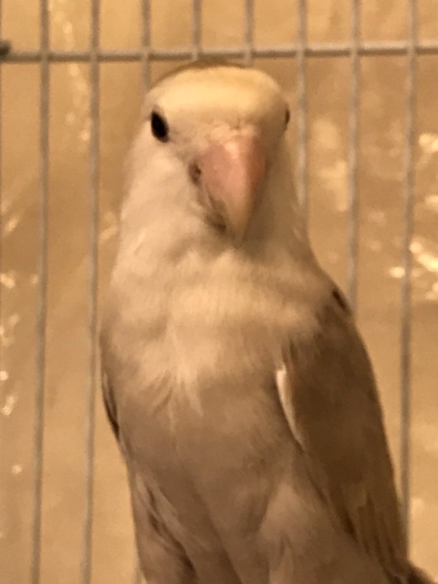 marukane_'s tweet photo. 本年も宜しくお願いいたします😊
ネザーランドドワーフ🐰
フクロモモンガベビー🦘
ジャンガリアンハムスター🐹
コザクラインコ（若親）3種🦜
入荷しました。
どの子も状態良好です！
ご来店お待ちしております。 https://t.co/qFz25Ktzft