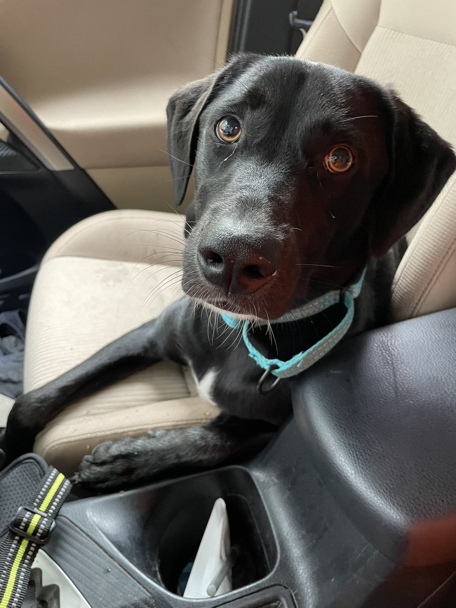 SpanishPeanut's tweet photo. @DatelineNBCProd Paws up to Bart from John and Charlie. #DogsofDateline #Dateline #BartTheRottweiler
#JohnEdward #CharlieRoger https://t.co/qCv3zVI3Bm