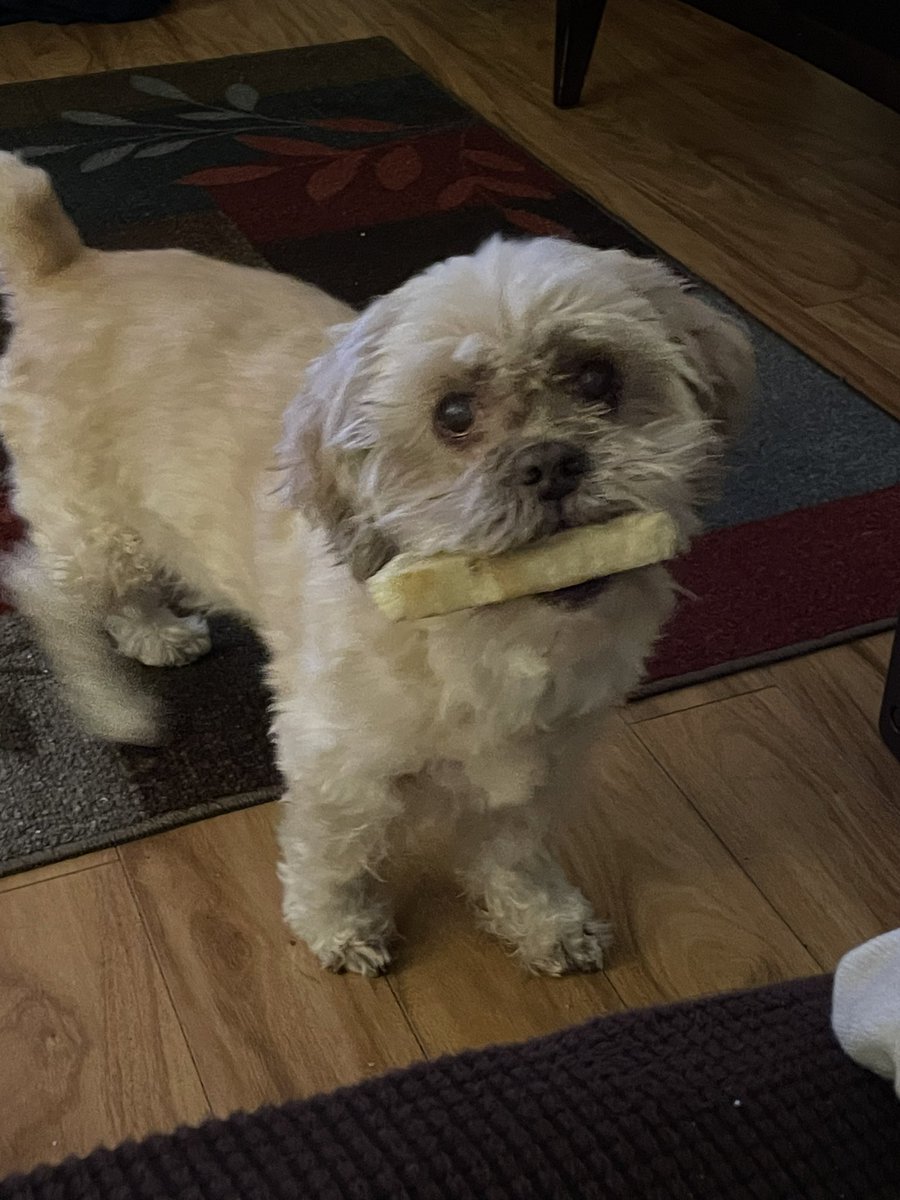 SpanishPeanut's tweet photo. @DatelineNBCProd Paws up to Bart from John and Charlie. #DogsofDateline #Dateline #BartTheRottweiler
#JohnEdward #CharlieRoger https://t.co/qCv3zVI3Bm