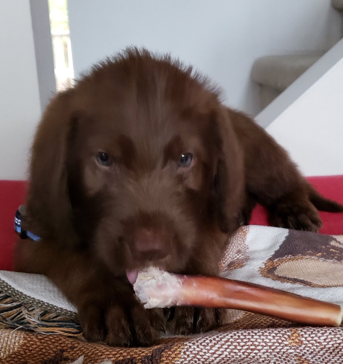 mwade60's tweet photo. @DatelineNBCProd Grizz
#DogsofDateline https://t.co/jan5MlwizB