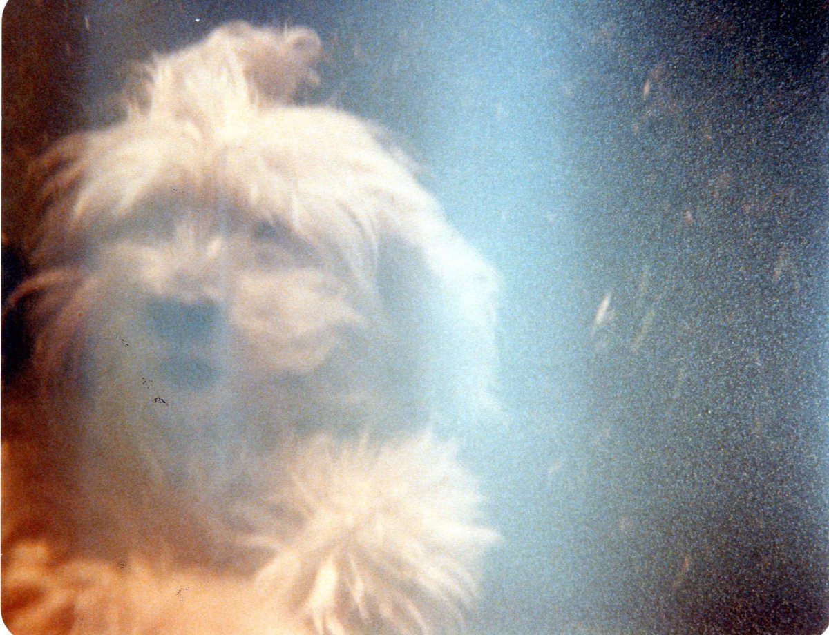 flutiefan's tweet photo. @DatelineNBCProd my beloved childhood dog. i will never have another one.
#DogsofDateline @hydrofit @thefitfoodcoach https://t.co/6QCv0FttQU