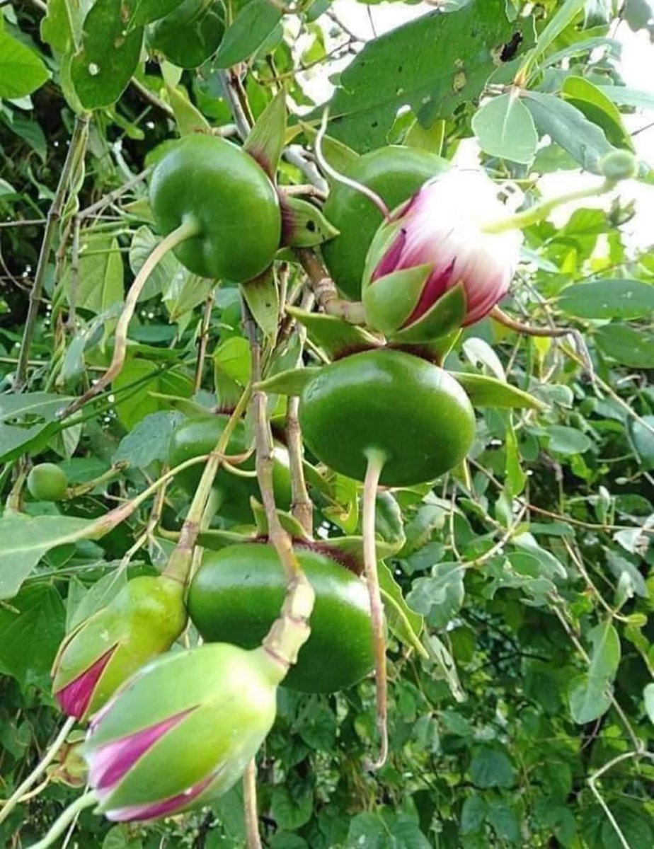 Bông trái bần cũng đẹp quá mọi người ạ.
Luôn mang màu sắc rất riêng😘.