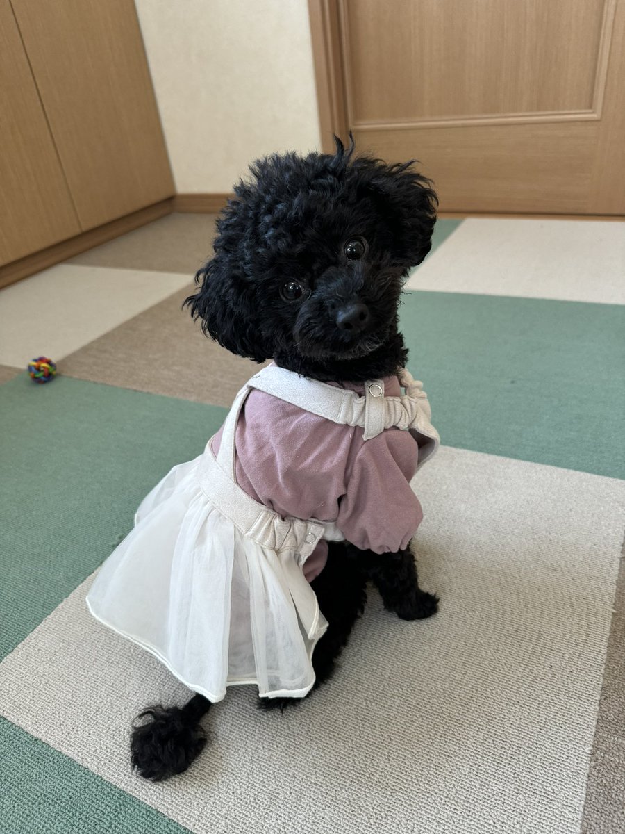 amu__0805's tweet image. #RADICA の服が届いたヨ〜
福袋セールでお買い得だった☺️

#ブラッシング前でボサボサ