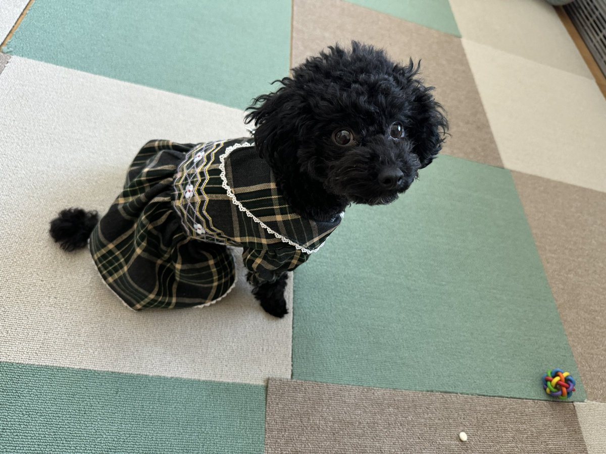 amu__0805's tweet image. #RADICA の服が届いたヨ〜
福袋セールでお買い得だった☺️

#ブラッシング前でボサボサ