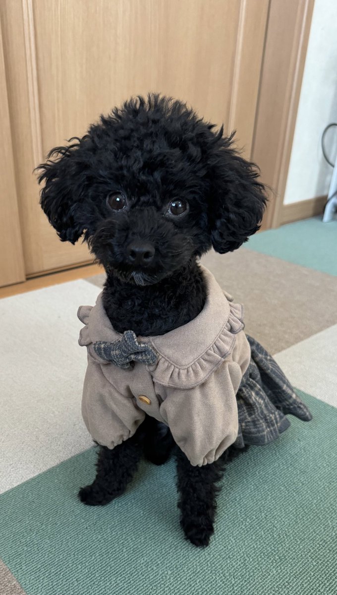 amu__0805's tweet image. #RADICA の服が届いたヨ〜
福袋セールでお買い得だった☺️

#ブラッシング前でボサボサ