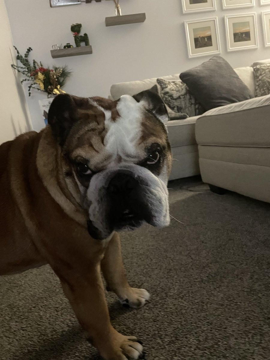dschafersman's tweet photo. @_willcompton Blizzard conditions here in Nebraska. Brutus decides to eat our new born’s pacifier. Refuses to go outside and shit. Wife is a mess thinking he’s gonna die. At least he watches Fox News. https://t.co/XiEhJvIfg0