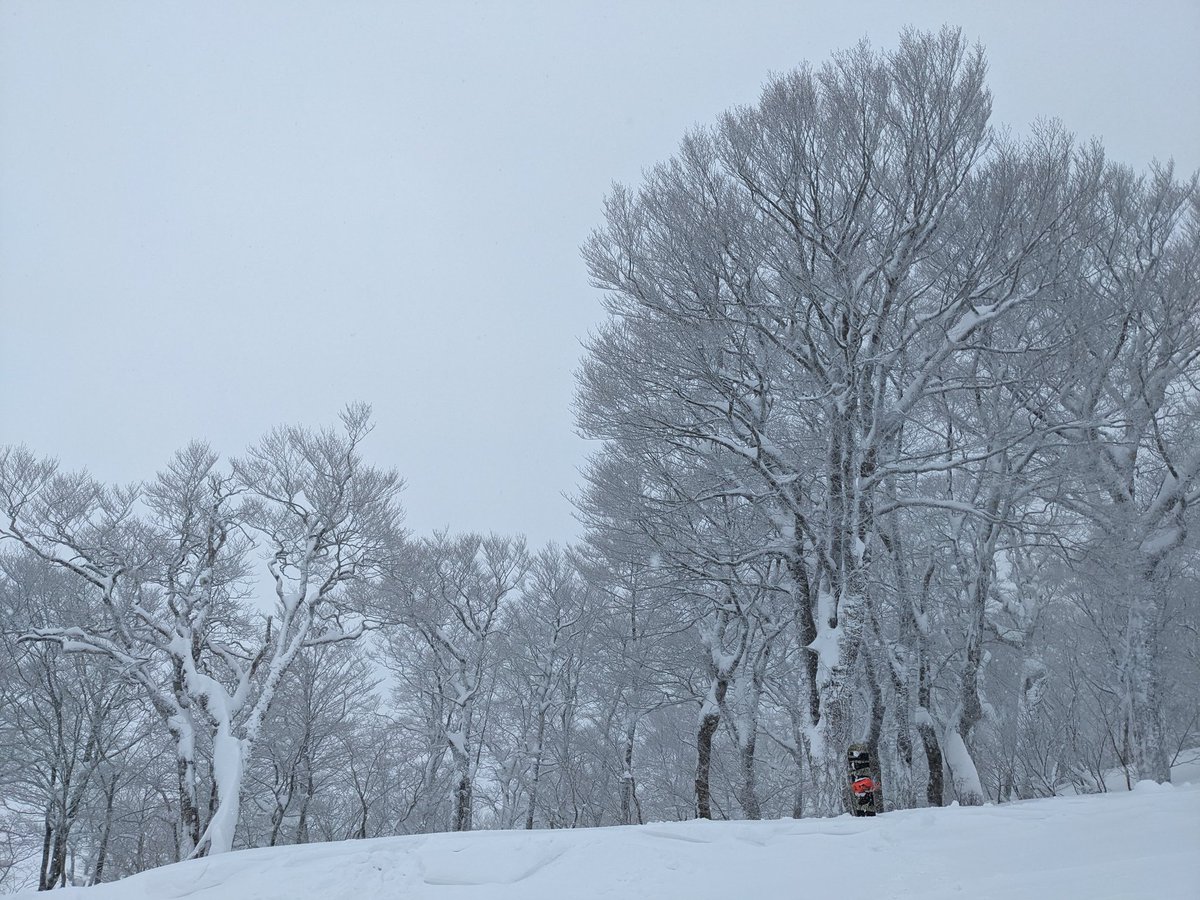 KitakamiView's tweet photo. First outing of the season on the snowboard!
#tohoku #kitakami #iiiwate #japow #geto #snow #treerun #kitacoming #geto
@getokogen https://t.co/3gdj8yrqzv