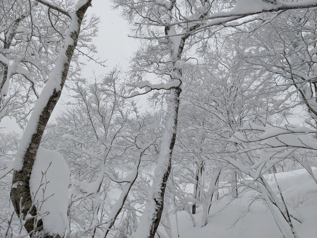 KitakamiView's tweet photo. First outing of the season on the snowboard!
#tohoku #kitakami #iiiwate #japow #geto #snow #treerun #kitacoming #geto
@getokogen https://t.co/3gdj8yrqzv