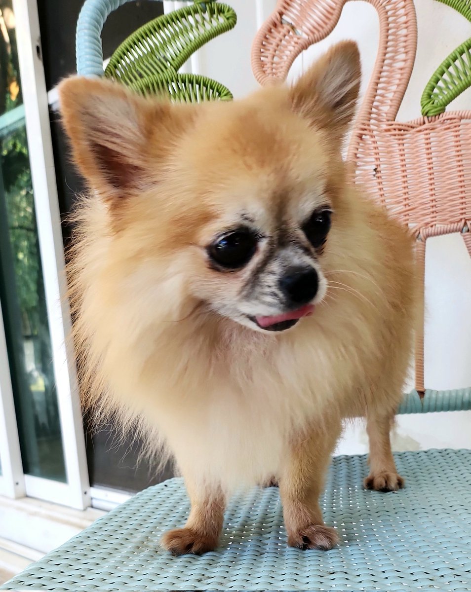 Un guapetón recién bañado,  el Kenzo!🥰