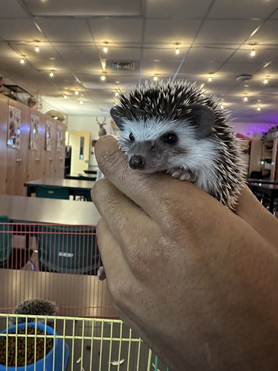 AtomicFreelon's tweet photo. Breeding hedgehogs and geckos for my biology class provides an engaging way for my students to observe genetic inheritance and variation. We can explore concepts such as dominant and recessive traits, genetic mutations.

#Biology #Science #teacher https://t.co/SLCJ8zYdP4