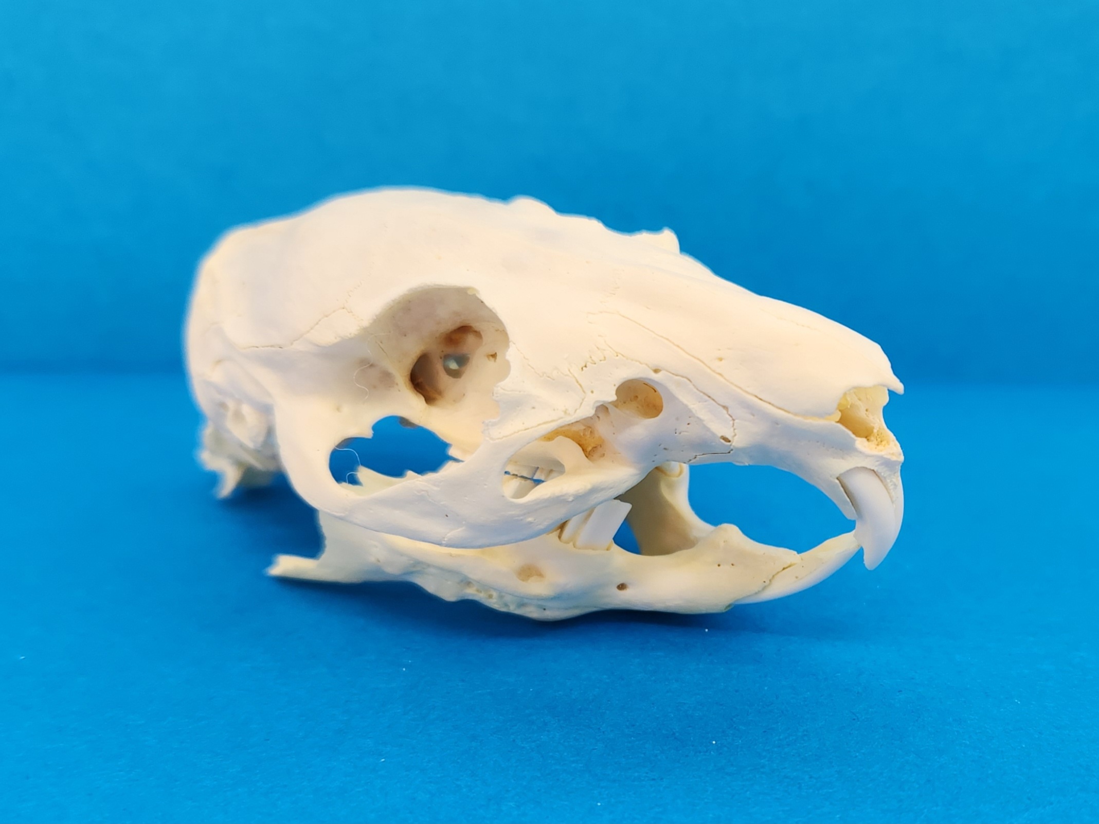 高品質！モルモット 頭骨 【公式通販】