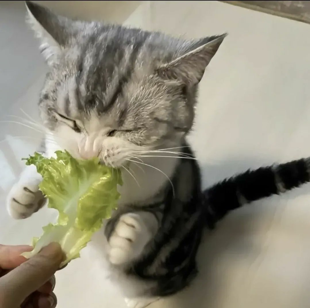 gnf as cats tweet media