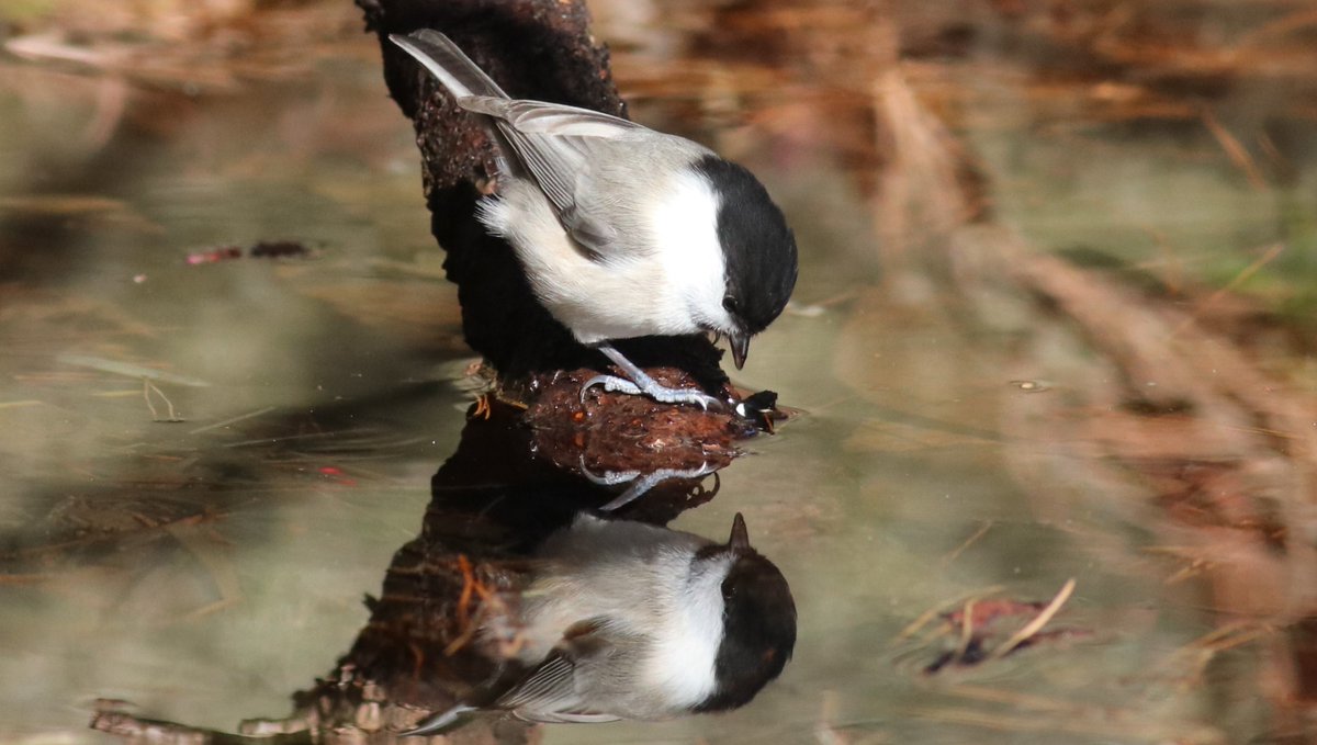 #コガラ #WillowTit #PoecileMontanus