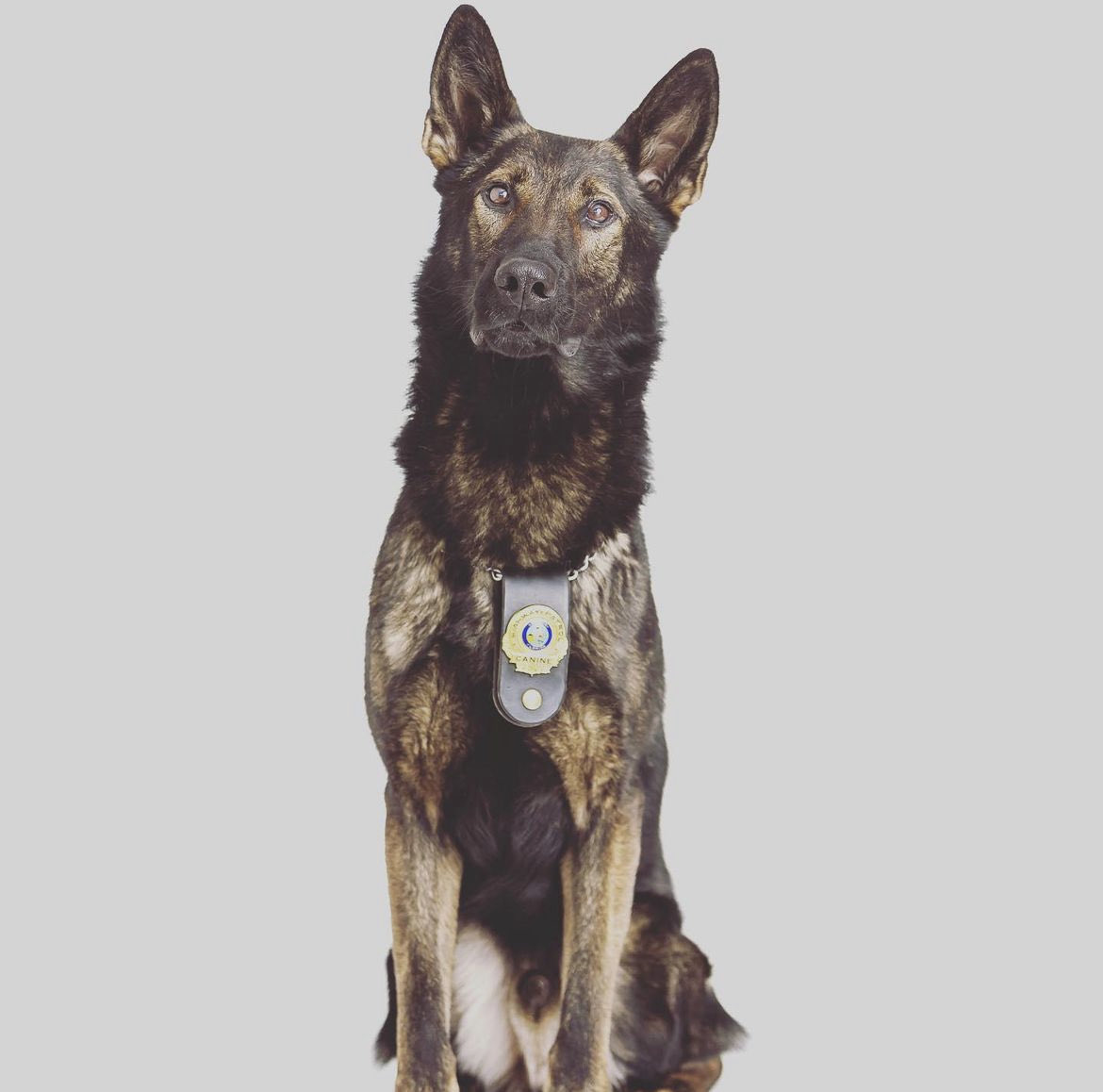 Update on Ret K9 Rogue! He’s had a really good couple of days & starting to feel like himself again! 💙 If you’d like to help Rogue’s family w/his emergency surgery, here’s more info: gofundme.com/f/retired-k9-r… Rogue’s family is so touched by the support & sends their love & thanks!