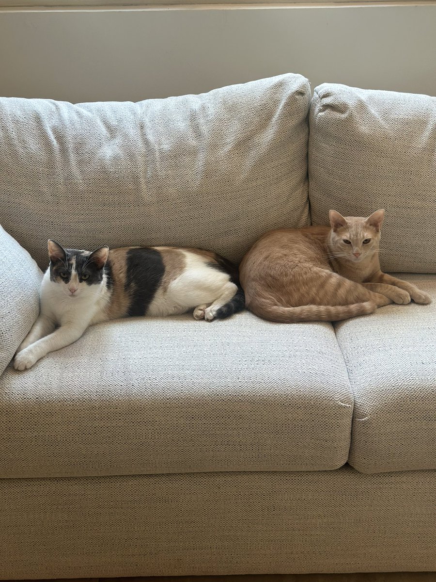BananaSunset's tweet photo. Cat sitting for my neighbor. No special petting technique required https://t.co/jDcSvnjgCI
