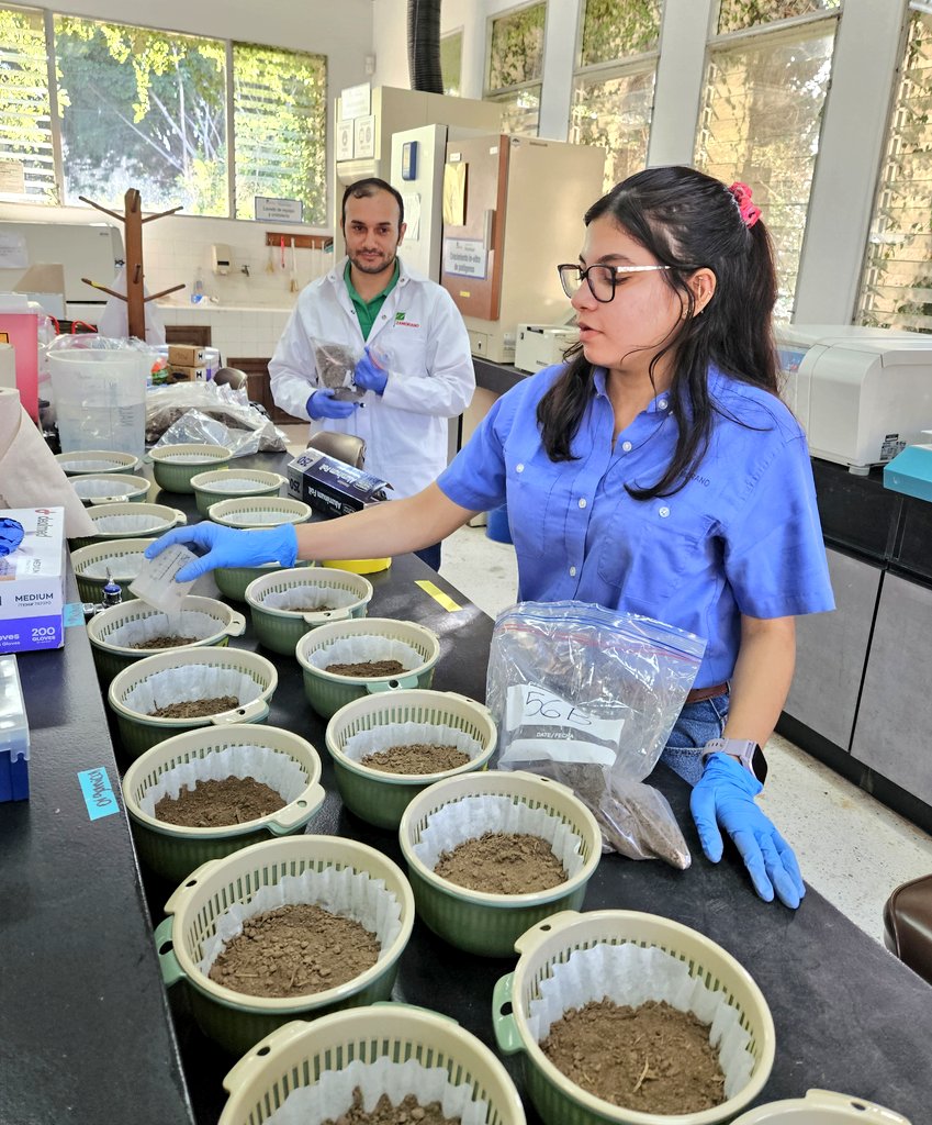 Currently in Honduras 🇭🇳 working along @EAPZamorano and local watermelon growers to find better alternatives for the management of plant-parasitic nematodes!

It's been rewarding to do part of my PhD thesis work in my home country and alma mater!

#UFNematodes
#LaborOmniaVincit