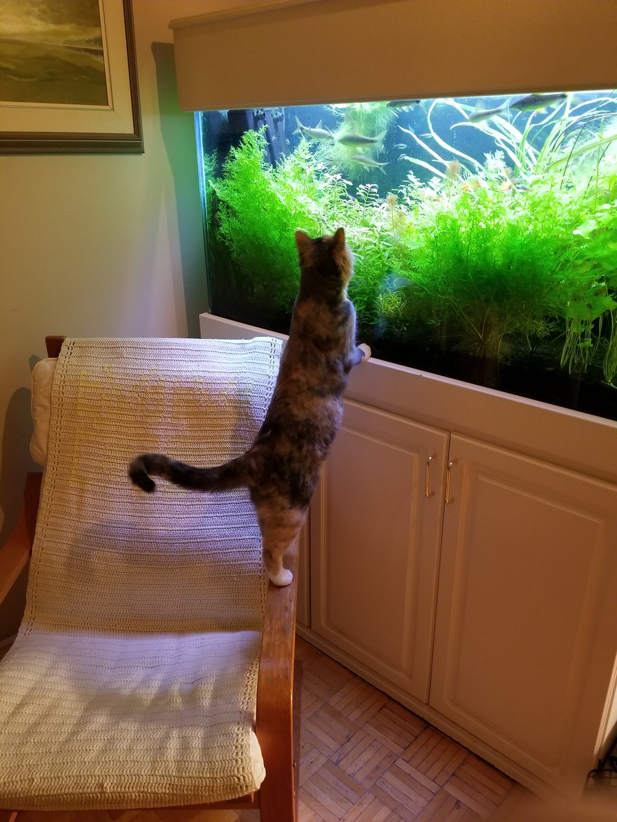 _Starfire_X's tweet image. Sachi enjoys observing the aquarium.