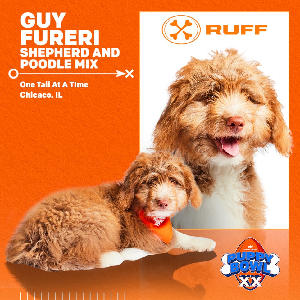 One Tail at a Time's very own, Guy Fureri, will take to the #PuppyBowl Stadium and show off his moves on the field! Guy Furieri made it to this year's starting line up, make sure to cast your vote for him to make it to the nex round! > discovery.com/shows/puppy-bo… @AnimalPlanet