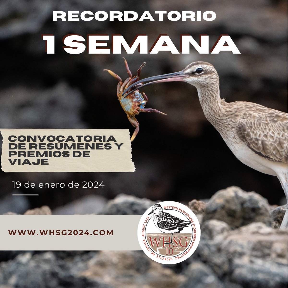Western Hemisphere Shorebird Group 2024 tweet media