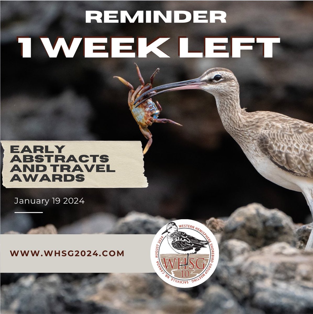 Western Hemisphere Shorebird Group 2024 tweet media