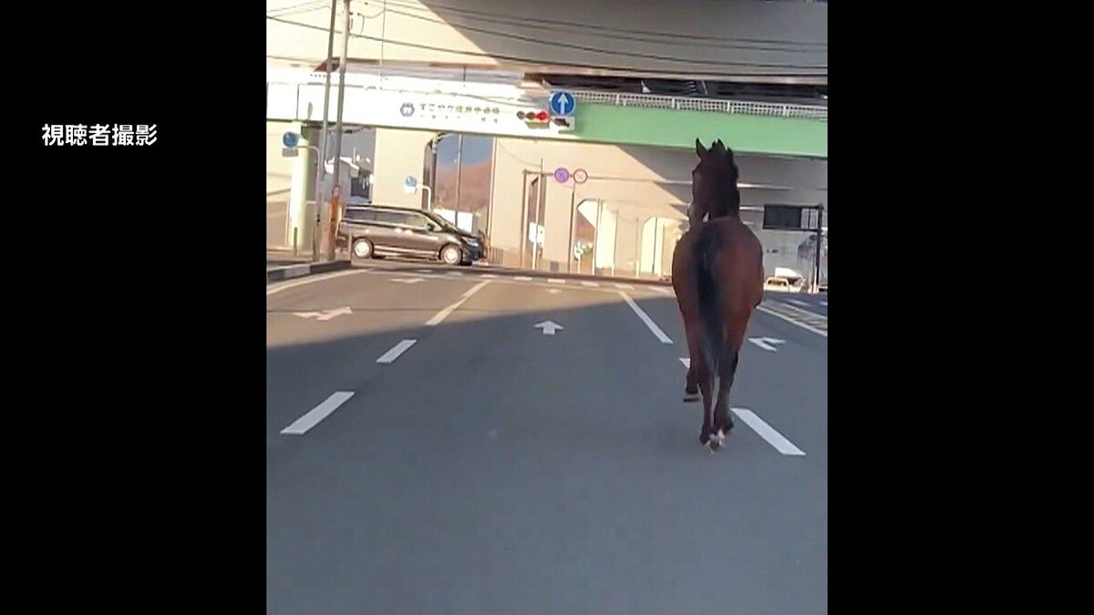 盗まれた馬 🐎】「馬が道路を走っている」牧場から逃げ出して…通報相次ぎ40分後に