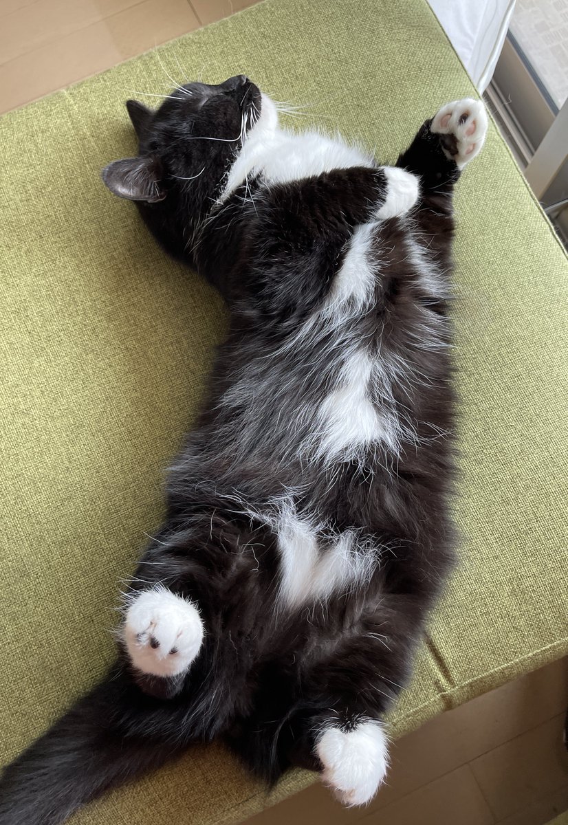 unicouniuni3's tweet photo. 時々子猫みたいな寝方をする

Uni sometimes sleeps like a kitten :3 https://t.co/epQ2Ls8cOx
