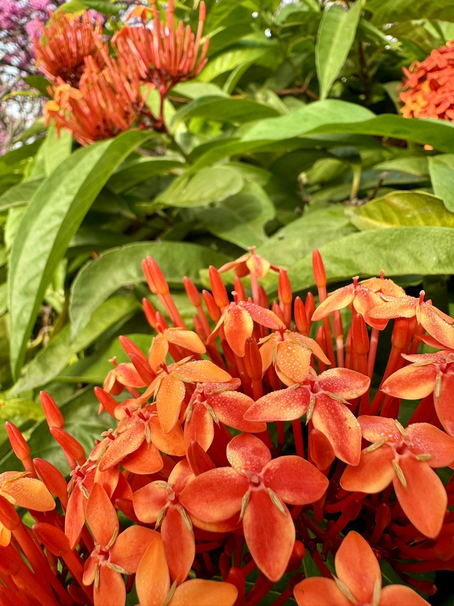 WheresAshutosh's tweet photo. PSA to Bengaluru folks: Don’t miss out on Cubbon this time of the year. You won’t regret putting in a morning trip. https://t.co/NL5GiieecR