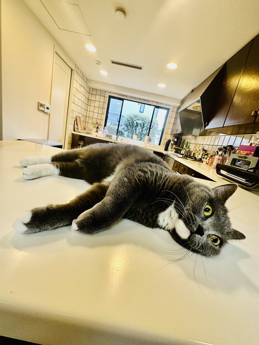 kudc's tweet photo. 瞳孔開いてるタビ
#ブリティッシュショートヘア #猫 https://t.co/YGVDdKjdGR
