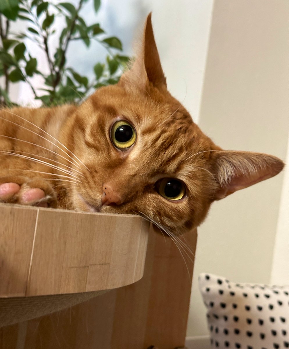 omugicat's tweet photo. むにっ
#catsfunny #OMUGIchan #CHATORA https://t.co/pbGAbStJKs